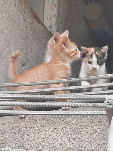 котята рэгдолл: Девочка