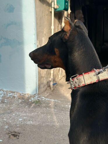ev itlər: Doberman, 9 ay, Erkek, Peyvəndli, Ünvandan götürmə