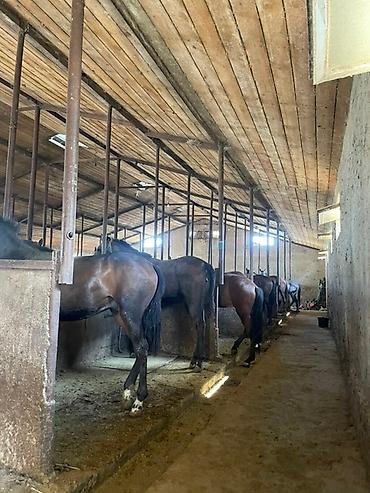 Лошади, кони: Продаю | Кобыла (самка), Конь (самец), Жеребец | На забой | Мерин — 6