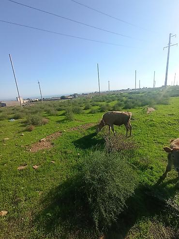doberman satılık: Dana, buzov, Erkək, ay: 6, Ətlik — 4