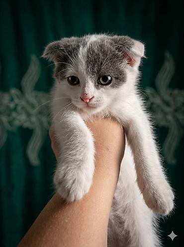 кошка шотландская цена: Шотландские вислоухие котята (Scottish Fold), окрасы: бело‑чёрный и — 2