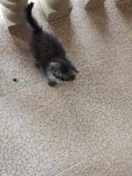 купить котенка бесплатно: Шотландская длинношерстная, В добрые руки, Платная доставка