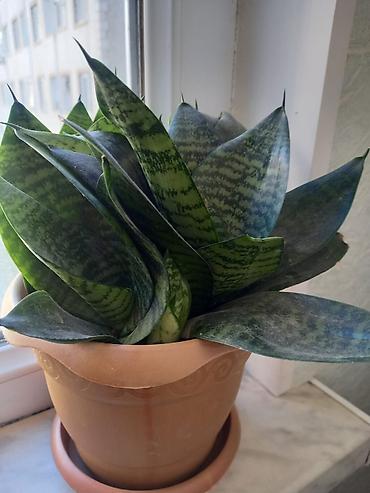 akvaryum bitkileri: Sansevieria (Qaynanadili) – dekorativ otaq bitkisi, geniş, zolaqlı — 1