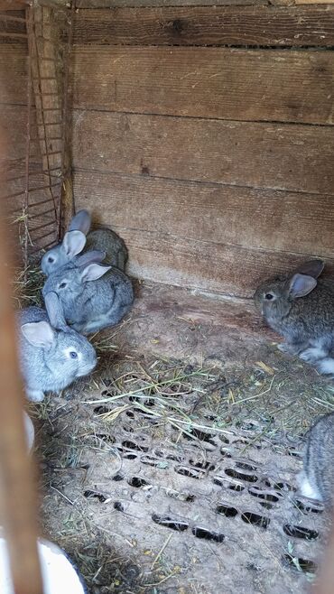 маленькие кролики: Продаю кроликов 2месяцаодин месяц и на зарез