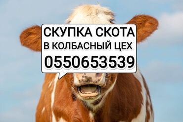 продаю цеплята: Куплю | Коровы, быки, Лошади, кони, Другие с/х животные | Круглосуточно, Любое состояние, Забитый