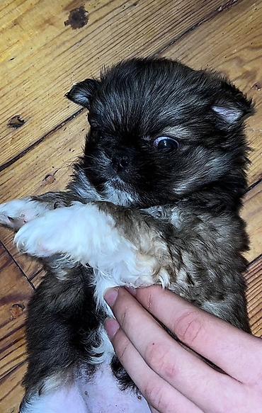 İtlər: Pekines, 1 ay, Dişi — 4