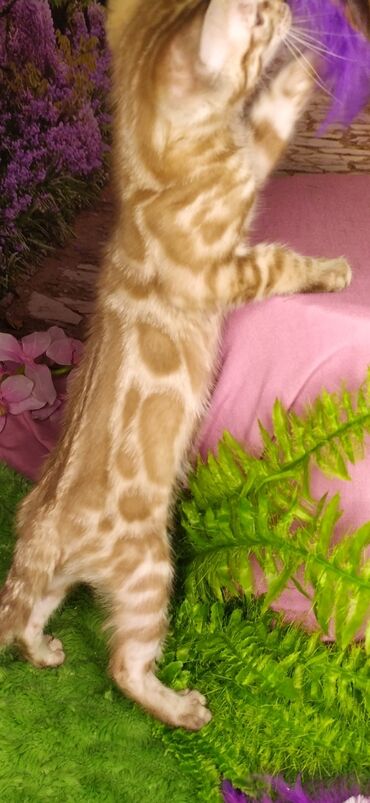 Продажа кошек: Друзья !!! питомник Бен Гла Мур с радостью предлагает новый помет. от — 19