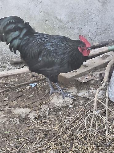 yaponka xoruzu: Məhsul: Qara Afstrolop xoruzları 3 ədədir 8 aylıqdılar Təsvir: - — 1