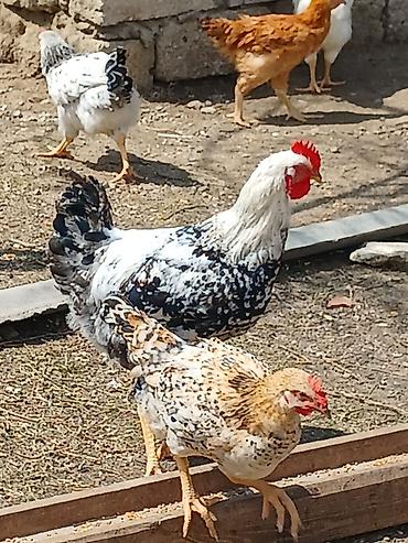 Toyuqlar: ‼️ Təcili Satılır ‼️ 53 ədəd tam sağlam 4.ay yarımlıq colpalar — 10