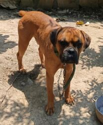 в хорошие руки: Bokser, 2 ay, Erkek