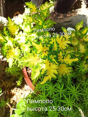 Алоказии: Открыта продажа сортовых КОЛЕУСОВ. цена за срез 100 сом.В коллекции — 5