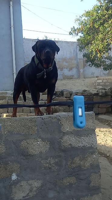 İtlər: Rotveyler, 2 ay, Erkək, Peyvəndli, Ünvandan götürmə — 24