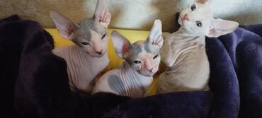 котята даром бишкек: Котята донского сфинкса. Биколор резинки( мальчик и девочка)
