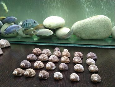 Akvarium aksessuar və ləvazimatları: TECLI elaqe ucun zeng vurun mesajlara bos vaxtim olanda -da lalafo.az — 10 Akvarium aksessuar və ləvazimatları: TECLI elaqe ucun zeng vurun mesajlara bos vaxtim olanda — 10