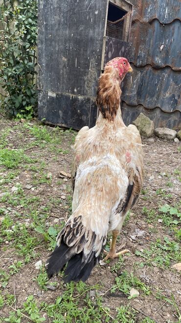 Toyuqlar: Toyuq, Damazlıq, Ünvandan götürmə, Ödənişli çatdırılma, Rayonlara çatdırılma