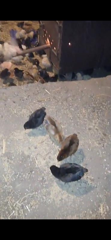 mal bazari az: Razılaşma yolu ilə satılır — 2