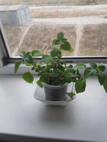 или меняю с доплатой мне: Обменяю цветок Бальзамин скоро зацветет за 1кг риса или 100с lalafo.kg да или меняю с доплатой мне: Обменяю цветок Бальзамин скоро зацветет за 1кг риса или 100с