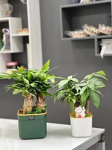 Другие комнатные растения: 🌿 Зелёное счастье для вашего дома 🌿 Комнатные растения и свежие цветы — 4