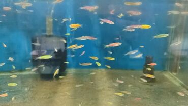 akvarium xırdalan: Danio geldi