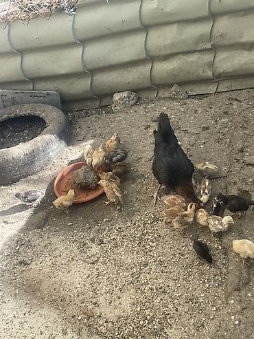 cücə satışı: Сhicks, Для разведения — 5