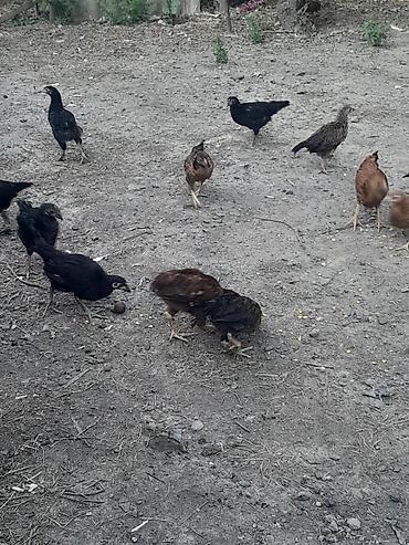 etlik cuceler: Toyuq cücələri, Ətlik — 2