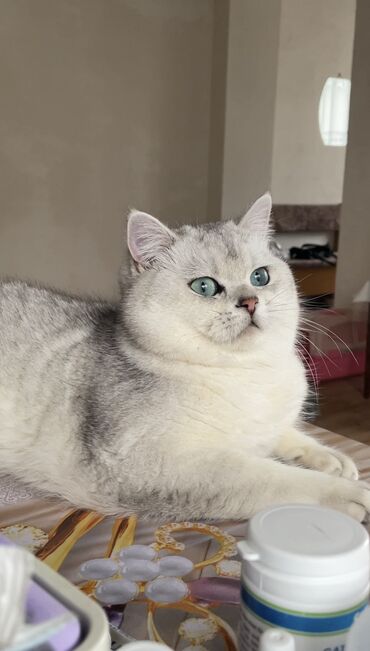 Pişiklər: Britan, Erkək, Cütləşmə üçün -da lalafo.az — 4 Pişiklər: Britan, Erkək, Cütləşmə üçün — 4