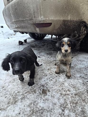 Продажа собак: Щенки спаниеля - Помет от породистой мамы-спаниеля (на фото рядом с — 6