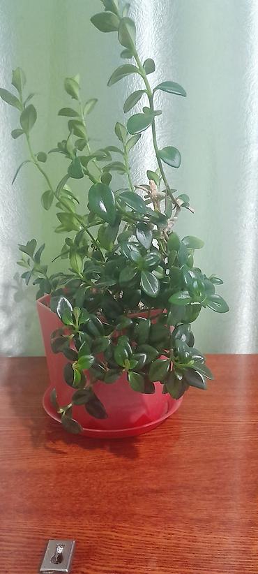 Бегонии: Продаю домашние растения — 15