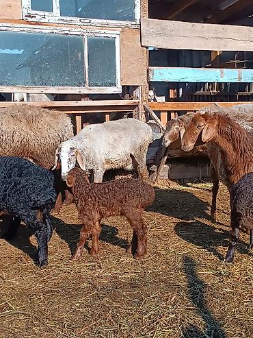 Баран, овца: Продаю | Ягненок | На забой | Племенные — 24