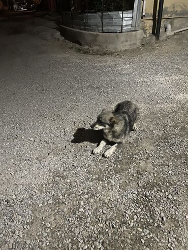 pulsuz it verirem: 1 il, Erkek, Ödənişli çatdırılma