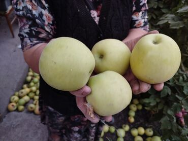 продам яблоко: Яблоки