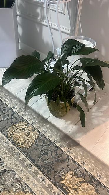 Диффенбахии: Комнатные растения в декоративных горшках - Диффенбахия крупнолистная — 35