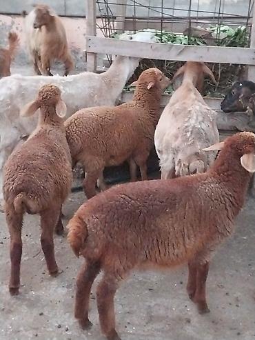 Qoyunlar, qoçlar: Damazlığ ana bala qoyunlar satılır. Balaların biri dişi, ikisi — 2
