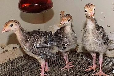 Куры, петухи: Продаю | Цыплята | Бройлерная — 4