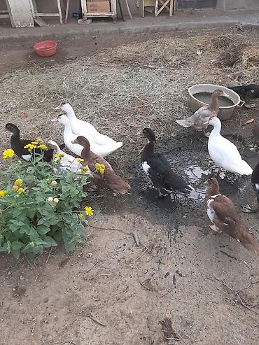 iyde agaci: Salam.Əlairişirin iydə ağacları.Öz bağımdan.Ünvan Bilgəh.1ədəd 15 — 4