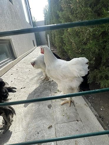 brahma layt: Brahma xoruzu - Ağ rəngli, iri gövdəli Brahma cinsi. - — 1