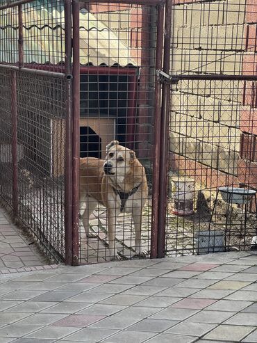 алабай алам: Ит бекер берилет: Алабай, 3 жаш, Ургаачы