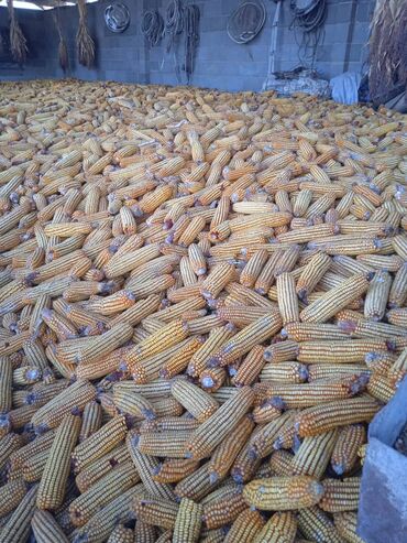 keto genetic цена: Продаю кукурузу в каченах цена 15сом