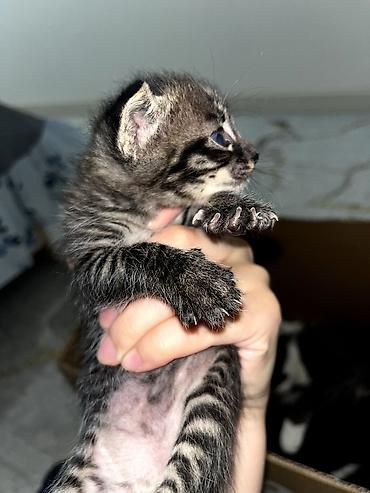 Продажа кошек: Продам кошку. вместе с ней идет её игрушка, кошачья мята и ошейник — 12