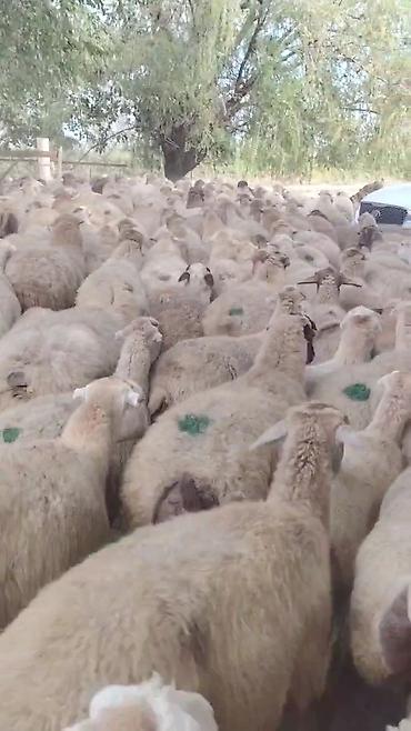 qara pisik satisi: Dişi, il: 1, Damazlıq, Pulsuz çatdırılma — 10
