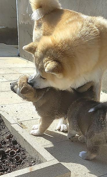 İtlər: Akita-inu — 7