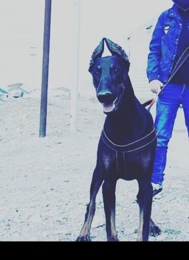 buldok iti: Ünvan Gəncə Doberman bir yasinda