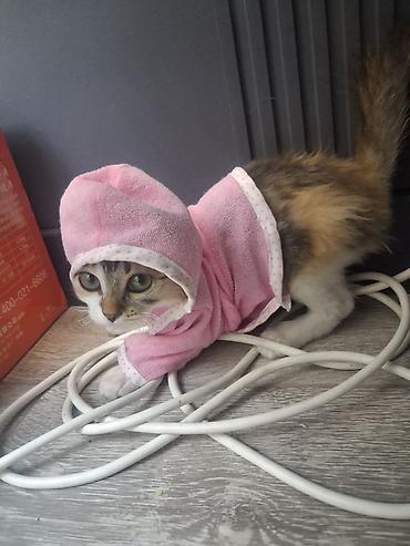 котёнок девочка: Беспородная, 2 месяца, Девочка, Приучена к лотку, Проглистована — 8