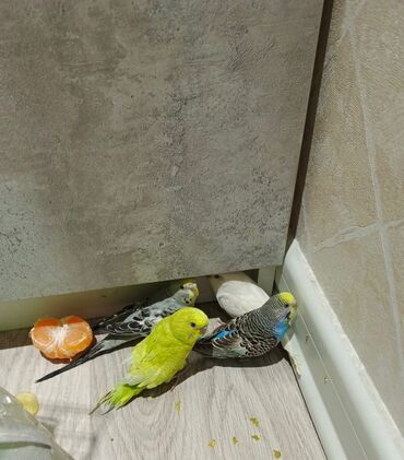 Готовые блюда, кулинария: 4 ədəd sağlam tutuquşu satılır. Qəfəsi ilə birgə hərşəyi var; su qabı