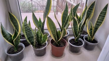 цена луковицы тюльпана оптом: Продам сансевиеры по 350 сом