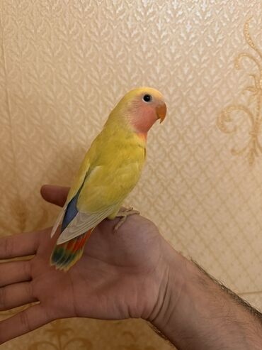 Tutuquşları: Salam 1 aylığ 4ədəd bala nerazluçnikdir. Tam sağlamdırlar ələ — 7