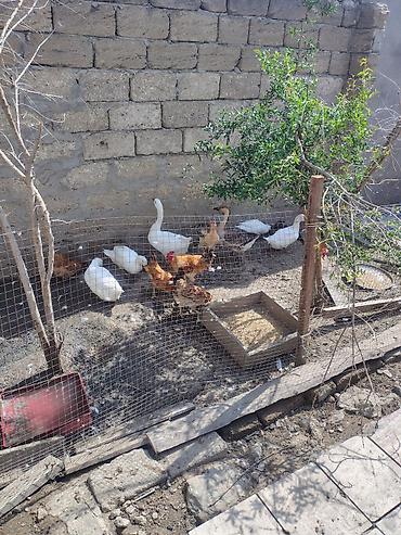qaz ordək satışı: Ordek Satilir 4 ededi. 4u bir yerde 100 azn. yumurtlayir 4u de — 2