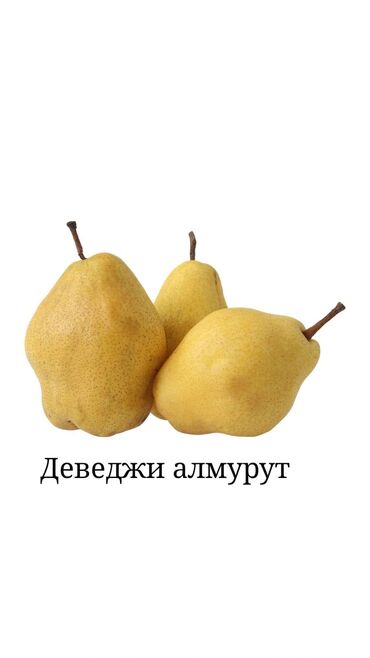раскладушка цена бишкек: Саженцы плодовых деревьев. Алмурут көчөттөрүнө заказ алып жатабыз! 📅