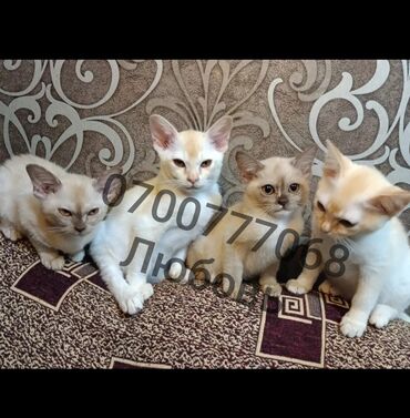 посуда для кошек: Срочно!!! Продаются котята породы Европейская Бурма!!! Прекрасные