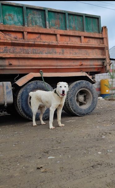 Собаки: Прадается алабай чисто кровный 11 месяц кобел срочно находиться в